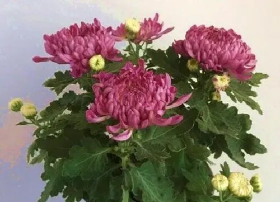 叶子|菊花的叶子像什么形状