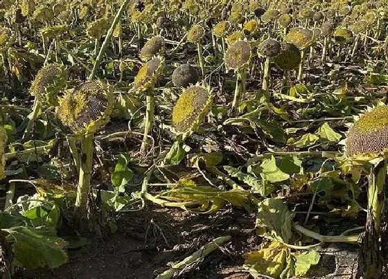 植物病害|葵花黄叶病用什么药效果好