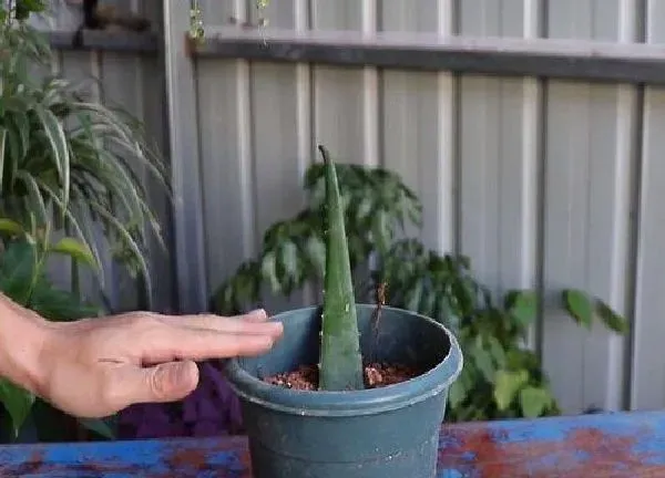 植物生根|芦荟扦插多久生根发芽