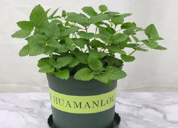 植物扦插|薄荷插枝能活吗