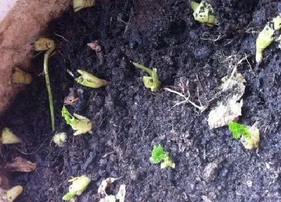 植物育苗|胡萝卜种子催芽方法 浸泡催芽方法和步骤