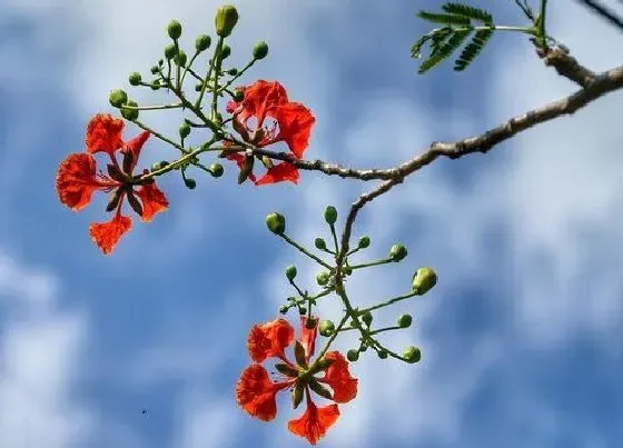 开花时间|凤凰花什么季节开花 在几月份开花