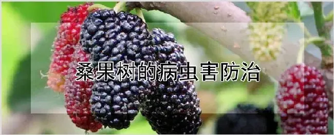 桑果树的病虫害防治 | 种植资料