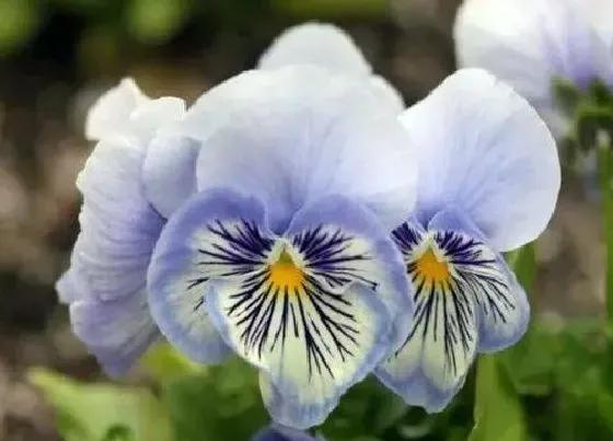 花语|香堇的花语是什么含义 开花代表的象征意思（全）