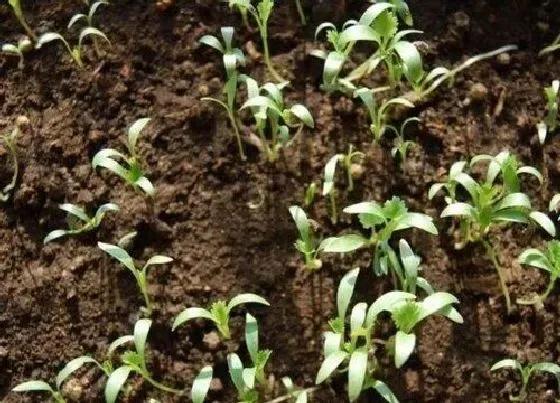 植物播种|香菜种子什么时候播种最好