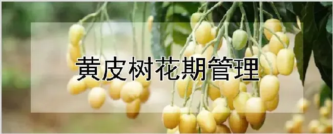 黄皮树花期管理 | 种植资料