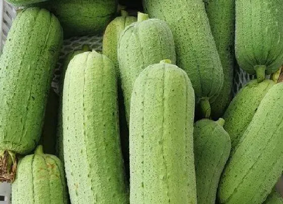 种植管理|露天丝瓜几月份种植最好 种植时间和方法