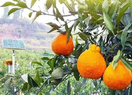 果实成熟|丑柑什么时候上市 一般几月份成熟