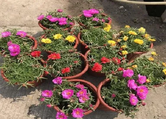 植物百科|太阳花是多年生吗