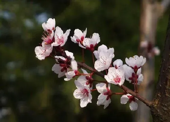 开花时间|红叶李什么时候开花 花期是在几月