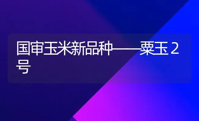 国审玉米新品种——粟玉２号 | 粮油作物种植