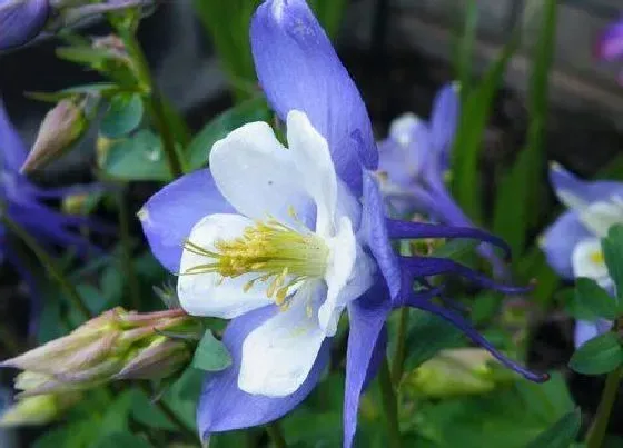 开花时间|耧斗菜一年开几次花