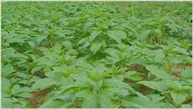 芝麻的苗期管理技术 | 耕种资料