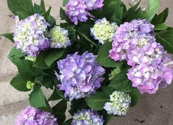植物百科|室内有毒的花卉有哪些