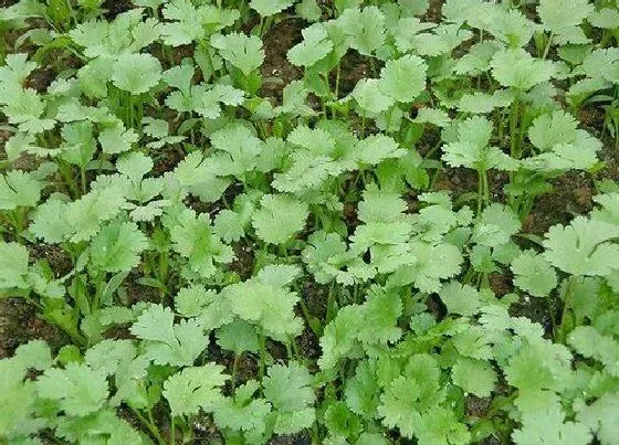 种植方法|香菜最佳种植时间和技术  什么时候育苗最好