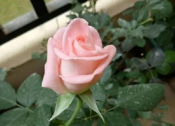 植物浇水|月季花浇什么肥最好