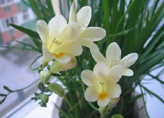 开花时间|香雪兰什么时候开花 花期多长时间