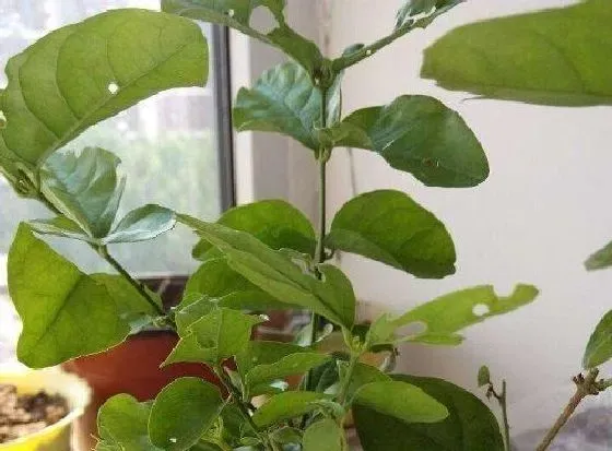 不开花|茉莉花为什么不开花 不开花原因及解决方法