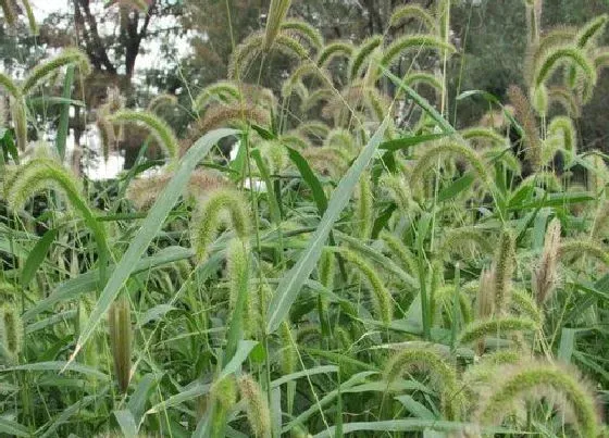 植物百科|狗尾巴草又叫什么名字