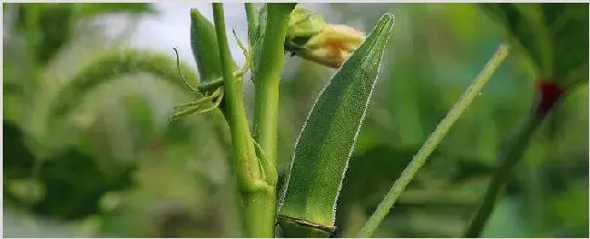 秋葵多久开花结果 | 农业技术
