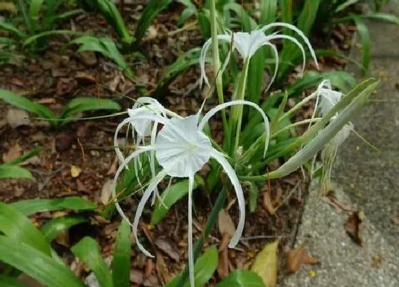 种球|文殊兰种球保存方法与种植时间