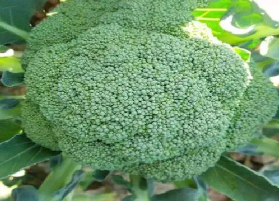 种植百科|西兰花种植多久开花 种植多长时间成熟