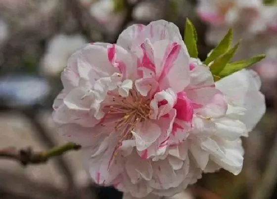 花之最|观赏桃花十大品种（好看的景观桃花品种大全及图片）