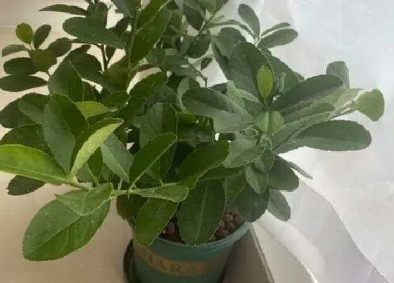 冬天植物|香水柠檬耐寒吗 冬天越冬能耐多少度低温