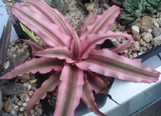 植物百科|和鸿运当头很像的花