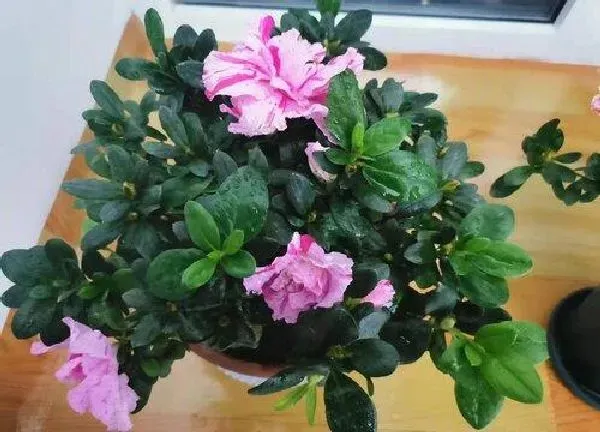 植物浇水|杜鹃花什么时间浇水好 间隔几天浇一次水好