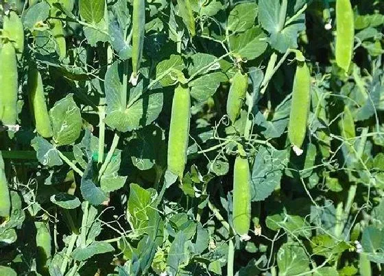 种植管理|荷兰豆种植时间与生长周期