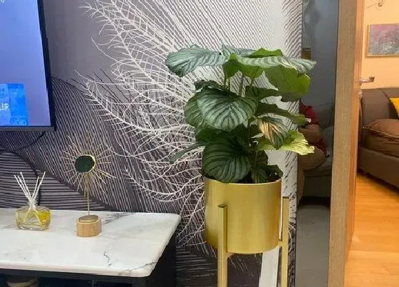 植物繁殖|万年青怎么繁殖方法和注意事项