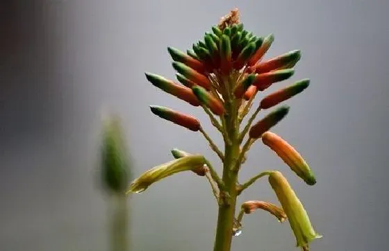 植物百科|芦荟开花吗 花期长的什么样子