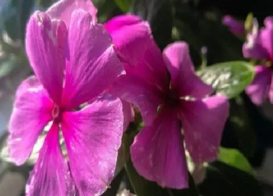 植物毒性|天天开有毒吗 可以放在室内养吗