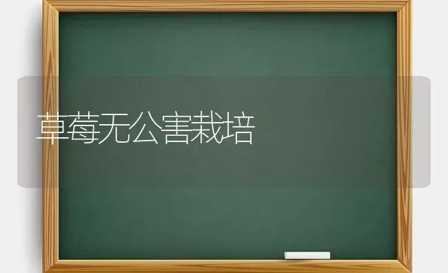 草莓无公害栽培 | 瓜果种植