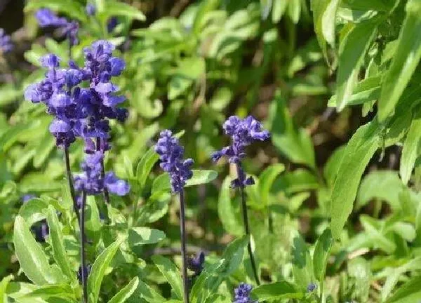 养殖科普|鼠尾草开花后怎么处理