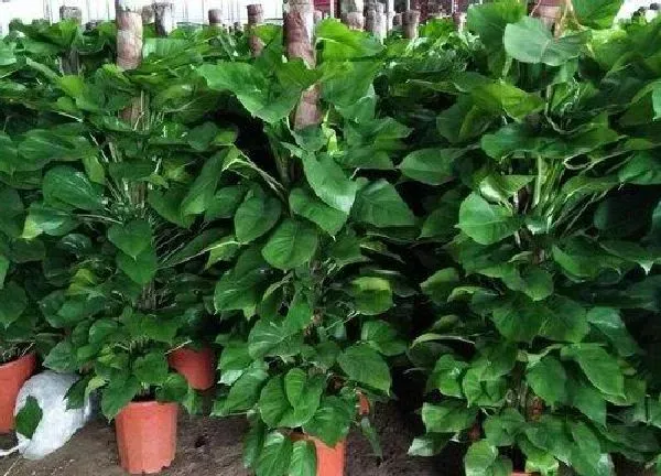 植物浇水|绿萝柱怎么浇水方法
