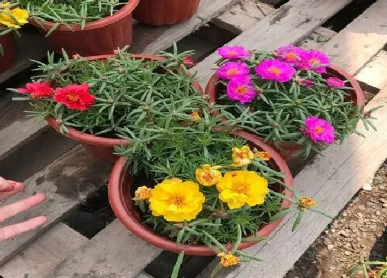 植物百科|太阳花是多年生吗