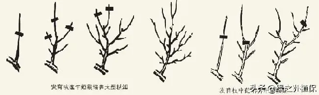 植物修剪|柑桔怎么修剪方法，柑橘幼树10大修枝修剪口诀）