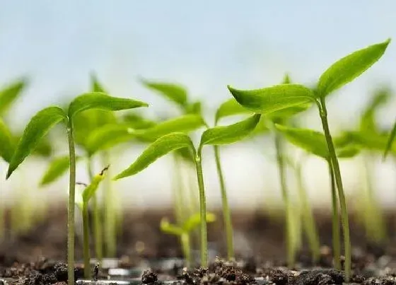 植物修剪|幼苗徒长怎么办