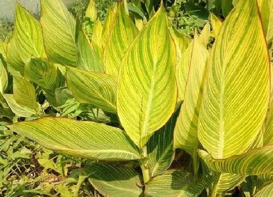 植物种类|花叶美人蕉是水生植物吗