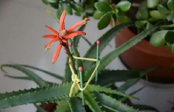 植物百科|芦荟开花吗 花期长的什么样子