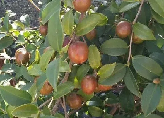 种植管理|茶子树几年结果实