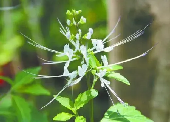 生长环境|猫须草生长在哪里