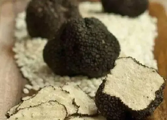 植物百科|松露生长在什么地方