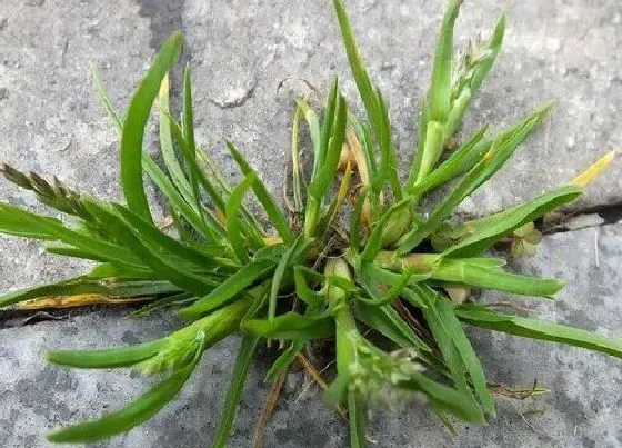 喷药|牛筋草用什么除草剂能杀死