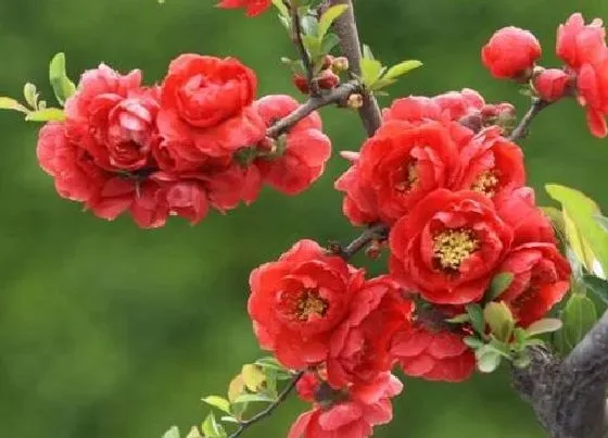 开花时间|四季海棠是四季开花吗
