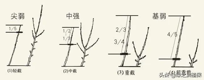 植物修剪|柑桔怎么修剪方法，柑橘幼树10大修枝修剪口诀）