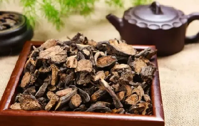 功效常识|地榆炭的功效与作用