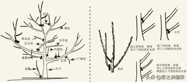 植物修剪|柑桔怎么修剪方法，柑橘幼树10大修枝修剪口诀）